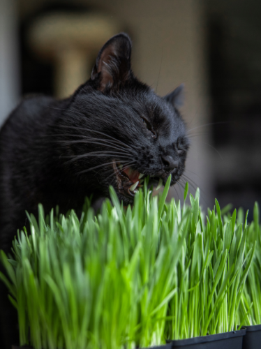 HappyGrass.png
