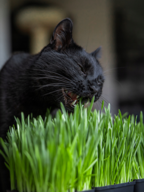 HappyGrass.png